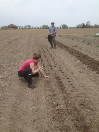 Un coup de main pour le repiquage des betteraves